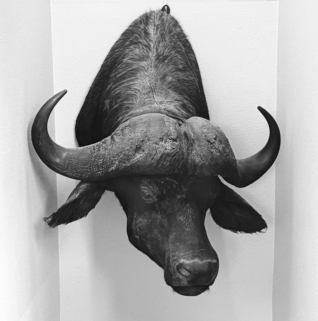 This Cape Water Buffalo fell victim to our downsizing effort. Photo by Susan Trabucco.