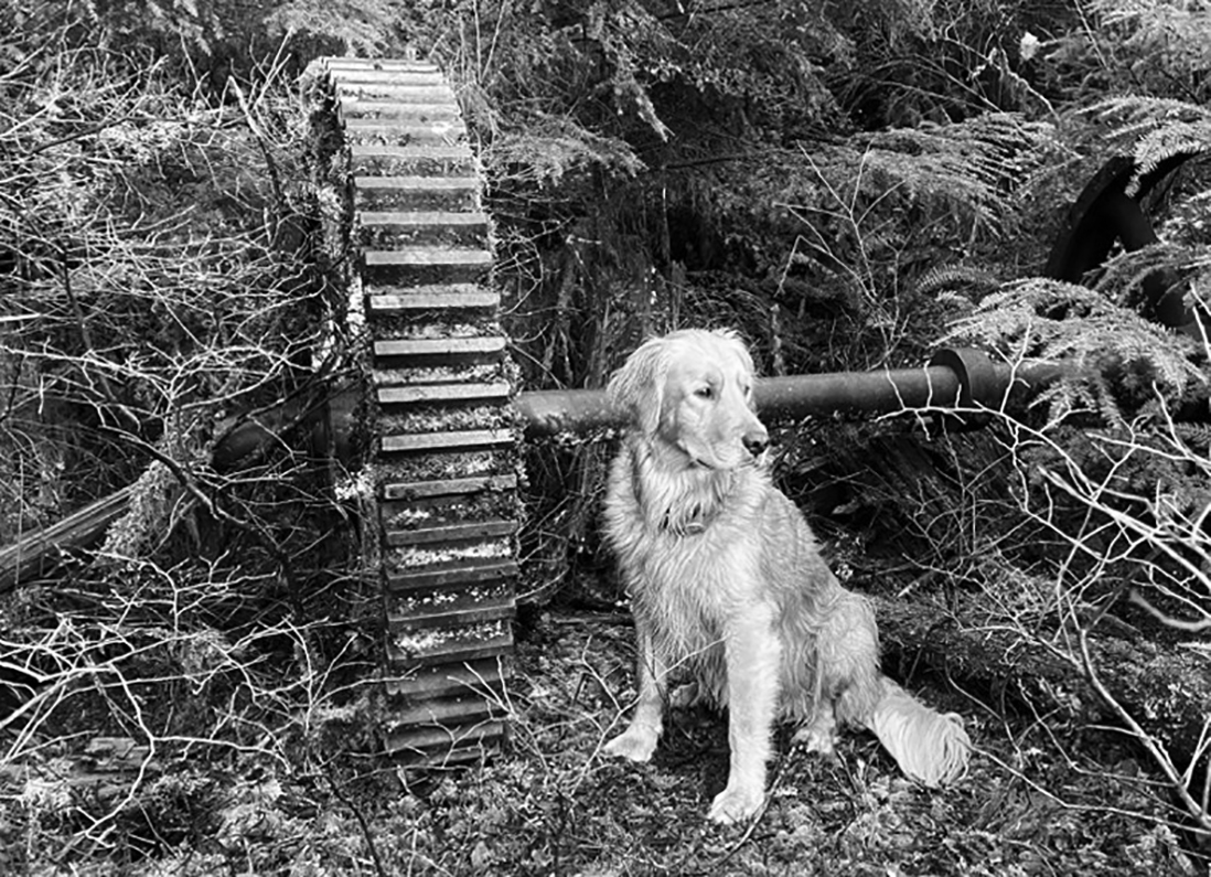 B-W canine Archie with a Larch Mountain relic.