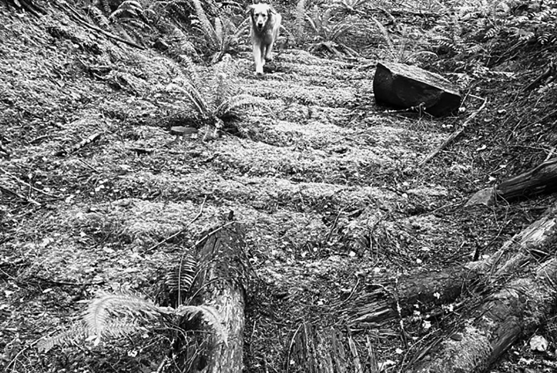 A 100-year-old railroad grade at Larch Mountain.
