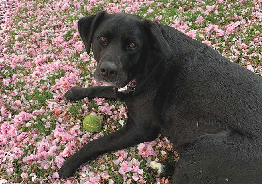 Luna, aka the Mayor of Beaumont, lolling in a bed of flower blossoms, waiting for a belly rub from a passerby. Photo by Gary Hahn