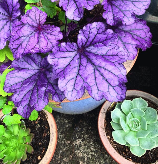 A heuchera plant in a vibrant hue beside a succulent.