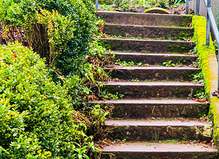 Moss-edged concrete neighborhood stairs surrounded by overgrown shrubs